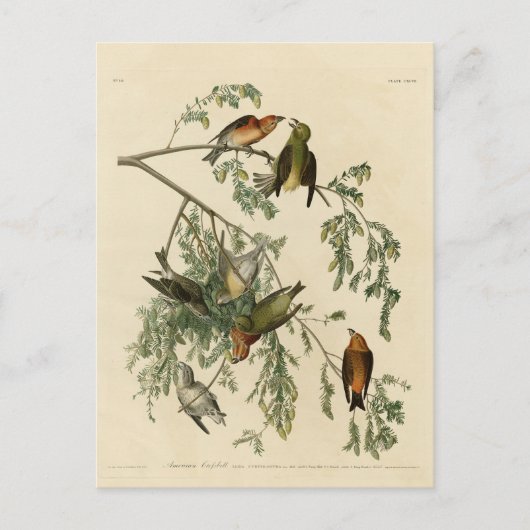 Amerikaanse Crossbill uit Audubon's Birds of Ameri Briefkaart (Voorkant)