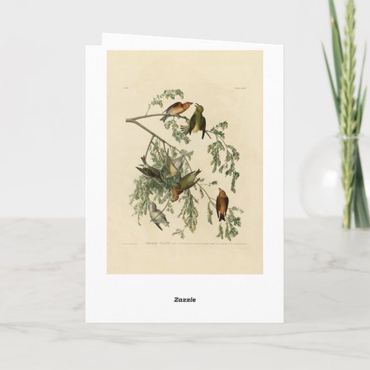 Amerikaanse Crossbill uit Audubon's Birds of Ameri Kaart (Achterkant)