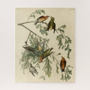 Amerikaanse Crossbill uit Audubon's Birds of Ameri Legpuzzel