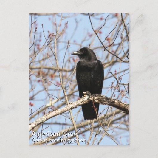 Amerikaanse Crow Briefkaart (Voorkant)