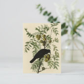 Amerikaanse Crow Briefkaart (Staand voorkant)