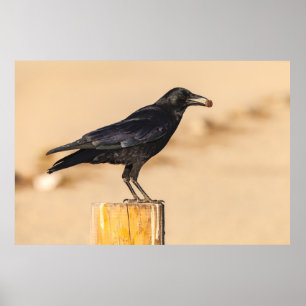 Amerikaanse Crow Poster