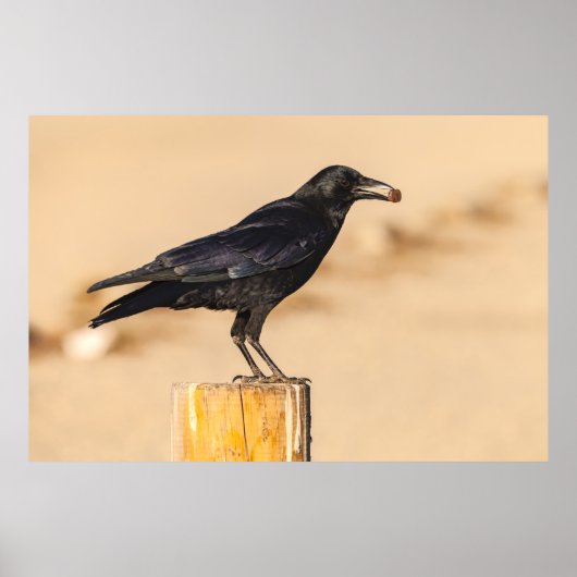 Amerikaanse Crow Poster (Voorkant)