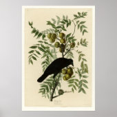 Amerikaanse Crow Poster (Voorkant)