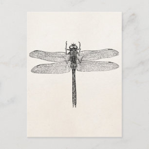  Amerikaanse dragonfly-Sjabloon Briefkaart