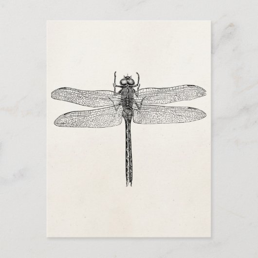  Amerikaanse dragonfly-Sjabloon Briefkaart (Voorkant)
