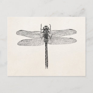  Amerikaanse dragonfly-Sjabloon Briefkaart