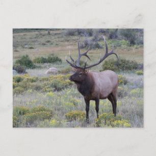 Amerikaanse Eland Rocky National Park, Colorado Briefkaart
