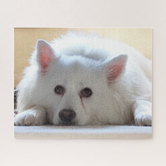 Amerikaanse Eskimo Dog Legpuzzel (Horizontaal)