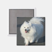 Amerikaanse Eskimo Magneet (Voorkant / Achterkant)