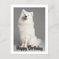 Amerikaanse Eskimo Puppy Dog Briefkaart