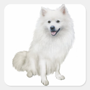 Amerikaanse Eskimohond (A) Vierkante Sticker