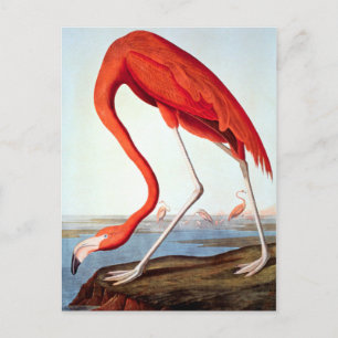 Amerikaanse Flamingo Briefkaart