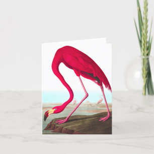 Amerikaanse Flamingo door John James Audubon Bedankkaart