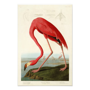 Amerikaanse Flamingo John Audubon Birds of America Foto Afdruk