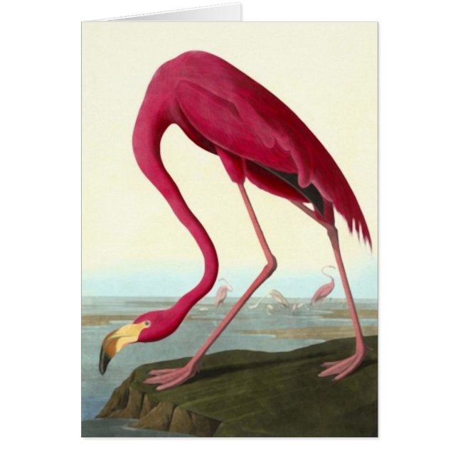 Amerikaanse Flamingo, John James Audubon (Voorkant)