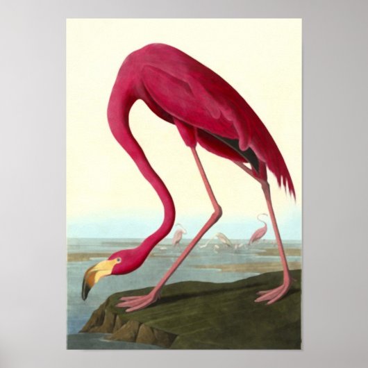 Amerikaanse Flamingo, John James Audubon Poster (Voorkant)