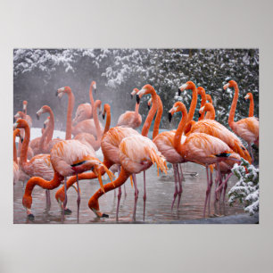 Amerikaanse Flamingo, kleurrijke vogel, Poster