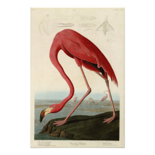 Amerikaanse Flamingo uit Audubon's Birds of Americ Foto Afdruk