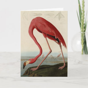 Amerikaanse Flamingo uit Audubon's Birds of Americ Kaart
