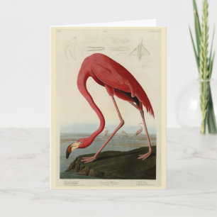 Amerikaanse Flamingo uit Audubon's Birds of Americ Kaart