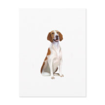 Amerikaanse Foxhound (A)