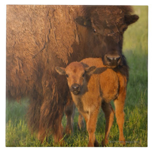 Amerikaanse gierkoe en kalf, North Dakota Tegeltje