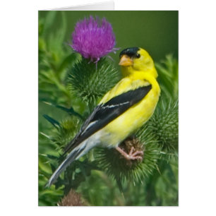 Amerikaanse Goldfinch