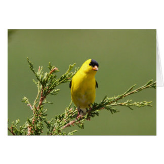 Amerikaanse Goldfinch