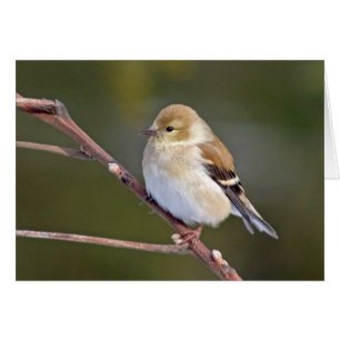 Amerikaanse Goldfinch