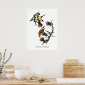 Amerikaanse Goldfinch, Audubon Poster (Keuken)