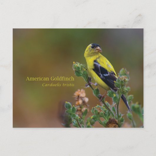 Amerikaanse Goldfinch Briefkaart (Voorkant)