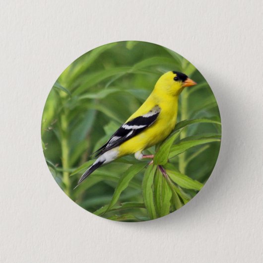Amerikaanse Goldfinch-Button Ronde Button 5,7 Cm (Voorkant)