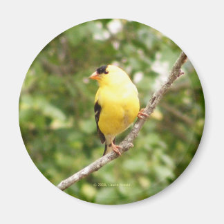 Amerikaanse Goldfinch Magneet
