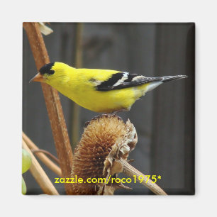Amerikaanse Goldfinch Magneet