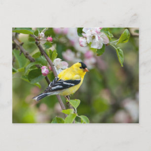 Amerikaanse Goldfinch met lentesappelbloesems Briefkaart