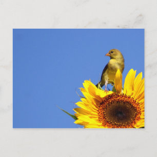 Amerikaanse Goldfinch op zonnebloem Briefkaart