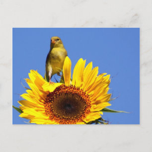 Amerikaanse Goldfinch op zonnebloem Briefkaart