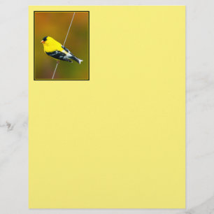 Amerikaanse Goldfinch - originele foto