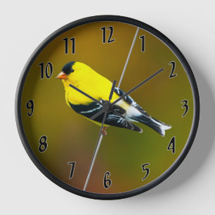 Amerikaanse Goldfinch - originele foto