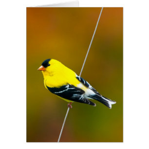 Amerikaanse Goldfinch - originele foto