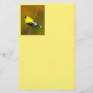 Amerikaanse Goldfinch - originele foto Briefpapier