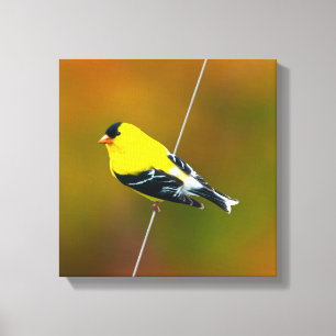 Amerikaanse Goldfinch - originele foto Canvas Afdruk