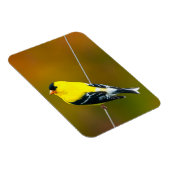 Amerikaanse Goldfinch - originele foto Magneet (Rechterzijde)