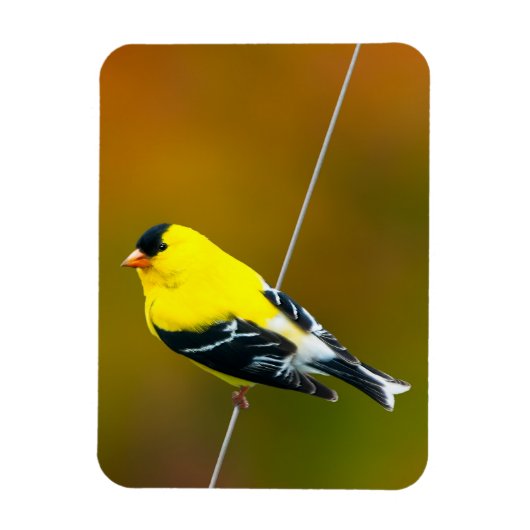 Amerikaanse Goldfinch - originele foto Magneet (Verticaal)