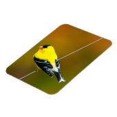 Amerikaanse Goldfinch - originele foto Magneet (Linkerzijde)