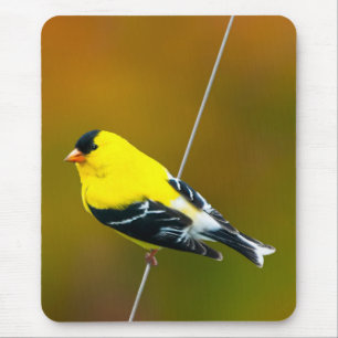 Amerikaanse Goldfinch - originele foto Muismat