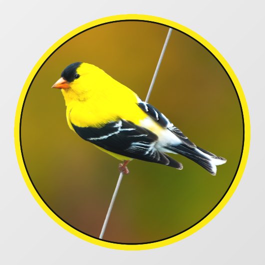 Amerikaanse Goldfinch - originele foto Raamsticker (Vel)