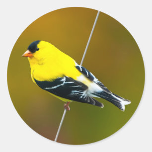Amerikaanse Goldfinch - originele foto Ronde Sticker