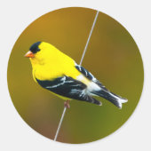 Amerikaanse Goldfinch - originele foto Ronde Sticker (Voorkant)